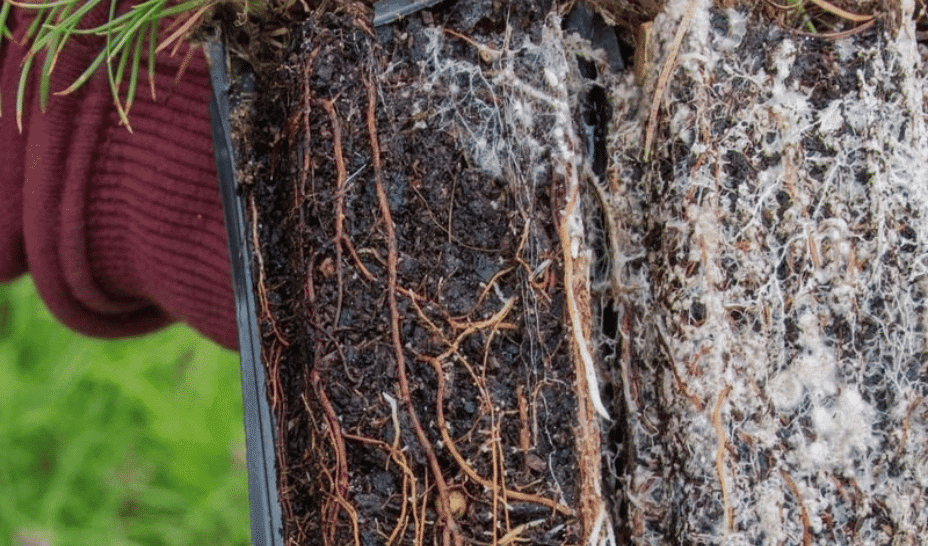 rhizocore